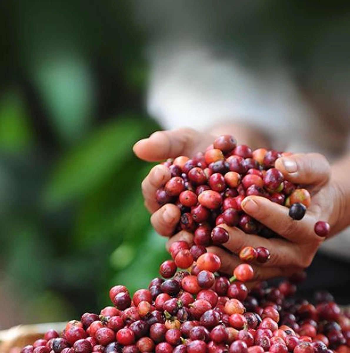 Nescafé Dolce Gusto Cappuccino Capsules - 90 Koffiecups - Afbeelding 6