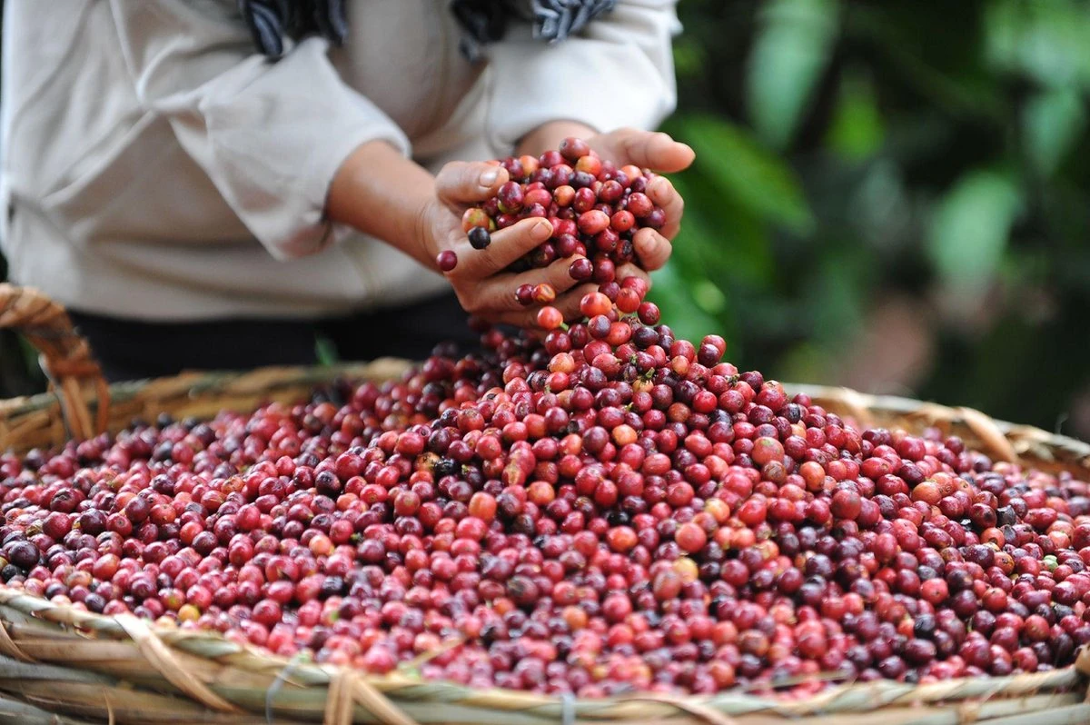 Nescafé Gold Decafé Oploskoffie - 6 Potten à 100 Gram - Afbeelding 2